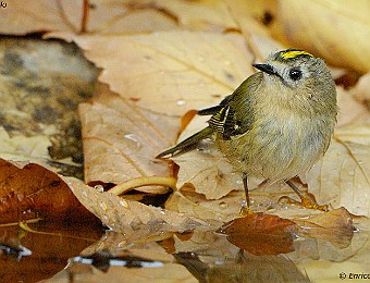 Animali 355